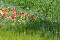 Poppies / Poppies