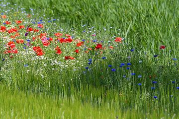 Poppies / Poppies by Henk de Boer