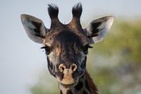 Giraffe Portrait