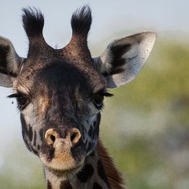  Giraffenporträt von Robin Langelaar