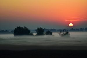 Des arbres dans le brouillard sur Ilija Stanusic