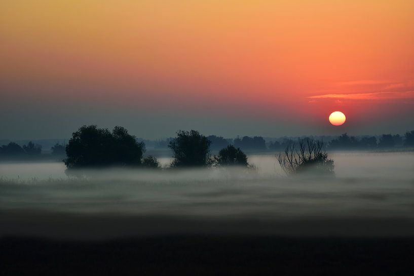 Des arbres dans le brouillard par Ilija Stanusic