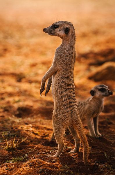 Meerkat with his cub looking around by Patrick Groß