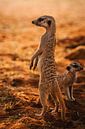 Meerkat with his cub looking around by Patrick Groß thumbnail