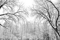 Sneeuwbomen