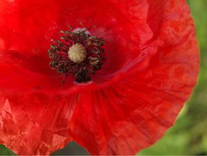 papaver rhoeas rouge