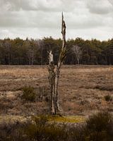 Verlorener Baum auf Herbstwiese