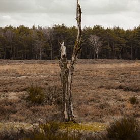 Verlorener Baum auf Herbstwiese von Jay Vervoort