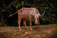 Water buffalo