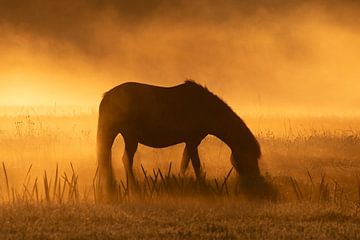 Paard gehuld in mist en ochtendzon van Albert Foekema Fotografie