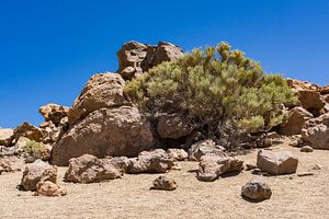 Landscape on the canary island Tenerife sur Rico Ködder