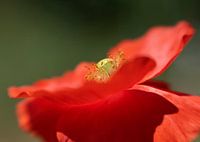 poppy (klaproos)