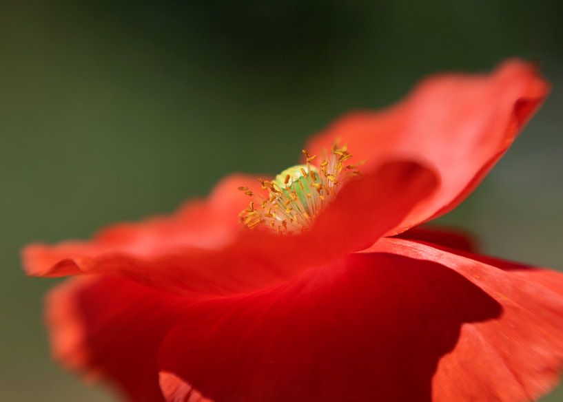 poppy (klaproos) van Ester Besuijen