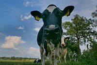 Curious cow 2