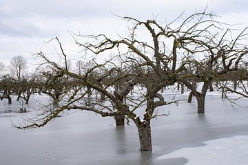 Ertrunkener Obstgarten von Ingrid de Vos - Boom