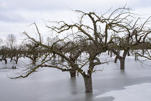 Verdronken boomgaard