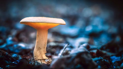 Magic light translucent white mushroom in a dark, mystical forest