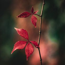 Rot und schön. von Robby's fotografie