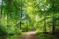 Dans la forêt