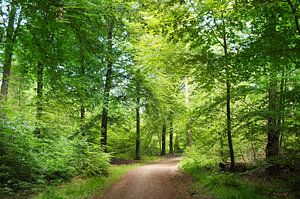 Dans la forêt sur Corinne Welp