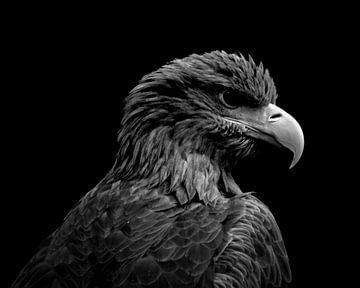Portrait animal Aigle noir et blanc sur Bild.Konserve