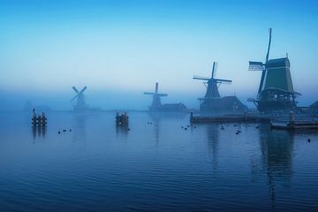 Bird paradise by Martin Podt