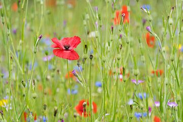 Poppy field Dutch summer by Mel van Schayk