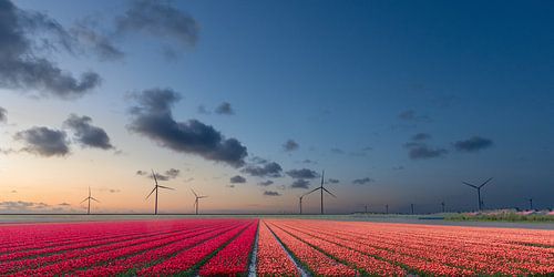 Tulpenveld bij zonsondergang.