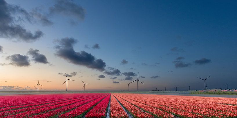 Tulip field at sunset. by Janny Beimers