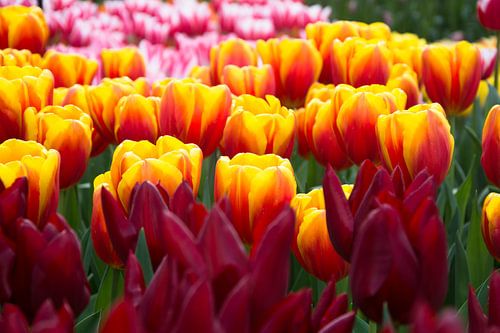 Tulpen