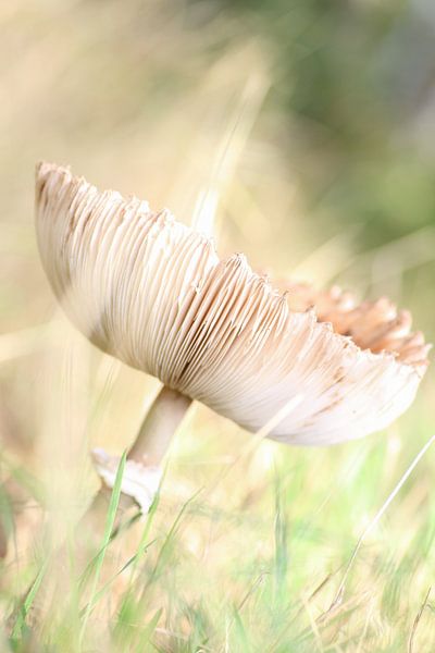 herfstgevoel by cindy kuiphuis