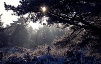 Zonlicht door de bomen in de sneeuw, terwijl de nevels optrekken