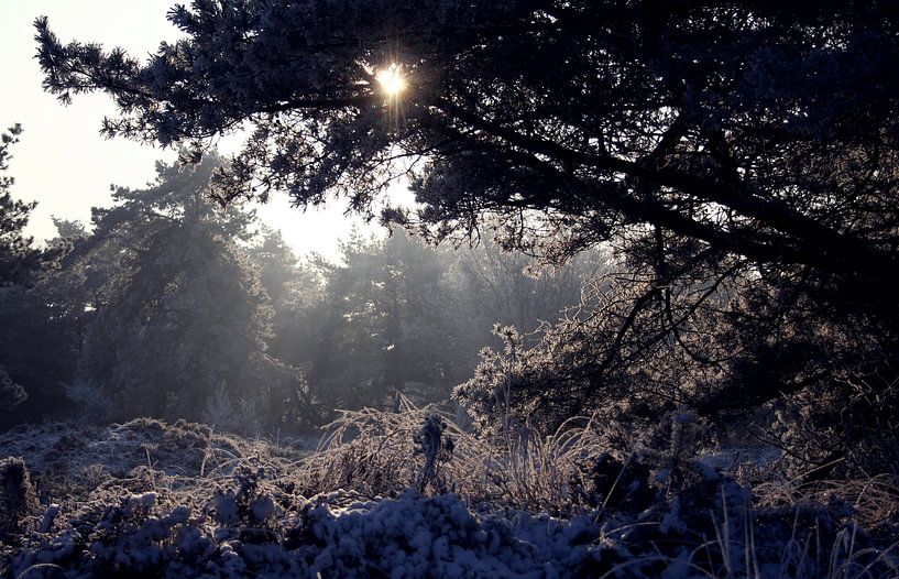 Zonlicht door de bomen in de sneeuw, terwijl de nevels optrekken par J.A. van den Ende