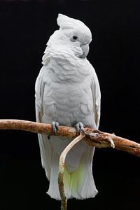 Un grand perroquet blanc triste avec une touffe est assis sur une branche sur un fond sombre. sur Michael Semenov