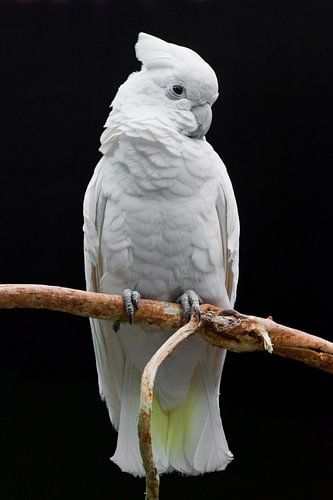 Een grote trieste witte papegaai met een plukje zit op een tak tegen een donkere achtergrond.