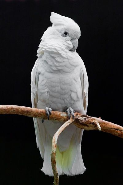 A big sad white parrot with a tuft sits on a branch against a dark background. by Michael Semenov