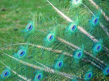 Colourful feathers Peacock by Chloë Luyckx