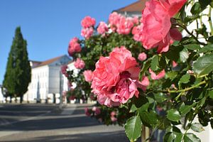 Rosa Hochstammrosen am Circus in Putbus auf Rügen