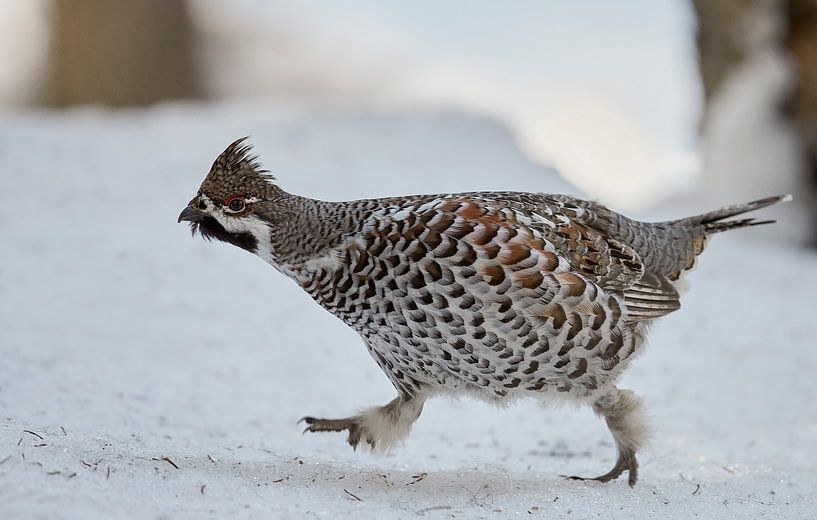Hazel Grouse in the snow by Beschermingswerk voor aan uw muur