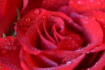 Red rose van zwergl 0611