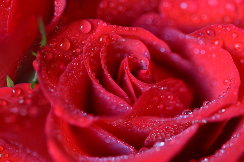 Rote Rosen soll es regnen van zwergl 0611
