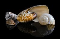 Shell collection 3: Nautilus