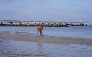 Wasserspiele an der Ostsee mit einem Magyar Vizsla.