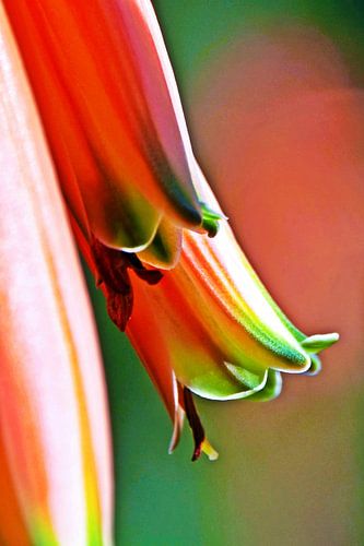 a red aloe blossom