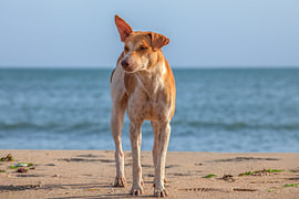 Stray dog on the beach by Patricia Hofmeester