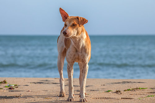 Stray dog on the beach by Patricia Hofmeester