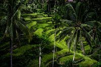 Indonesische rijstvelden