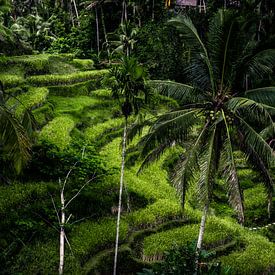 Indonesische rijstvelden van Frank  Derks
