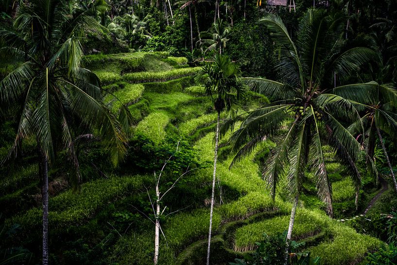 Indonesische rijstvelden van Frank  Derks 