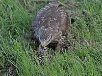 Buizerd met muis